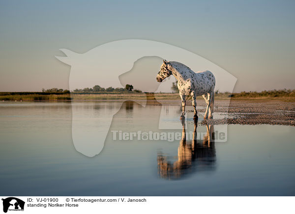 stehender Noriker / standing Noriker Horse / VJ-01900