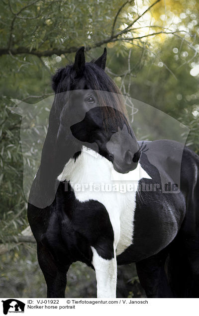 Noriker horse portrait / VJ-01922