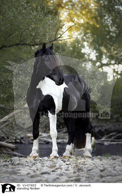 standing Noriker / VJ-01923