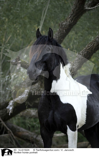 Noriker horse portrait / VJ-01924