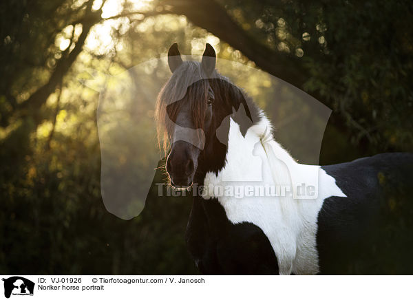 Noriker horse portrait / VJ-01926