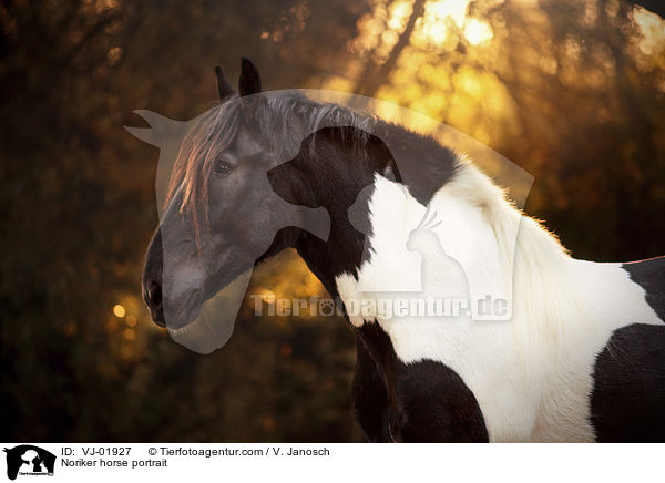 Noriker horse portrait / VJ-01927