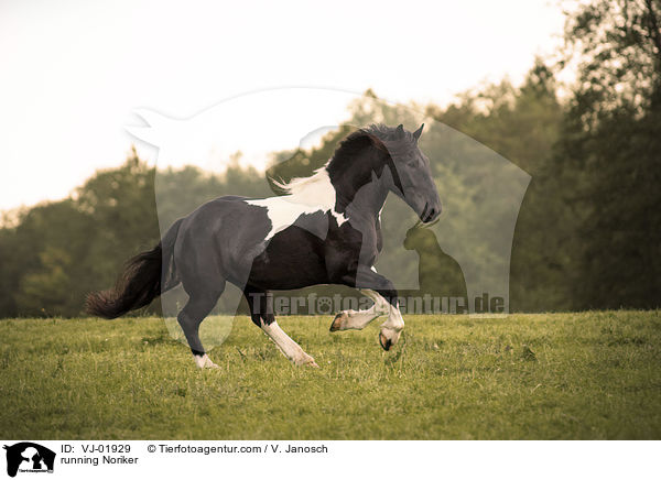 running Noriker / VJ-01929