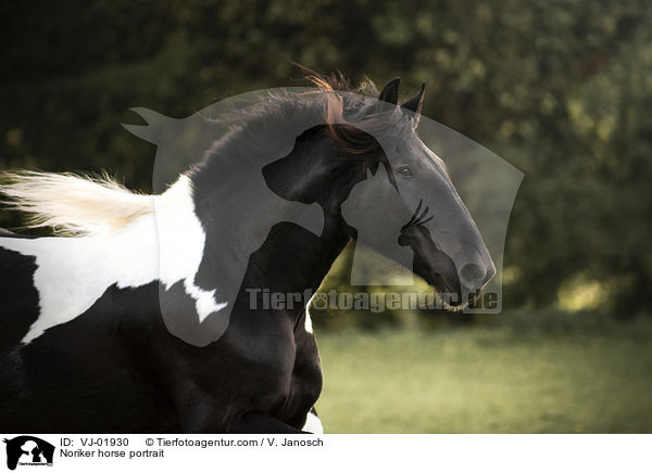 Noriker horse portrait / VJ-01930