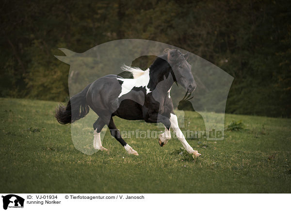 running Noriker / VJ-01934