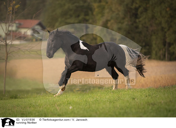 running Noriker / VJ-01936