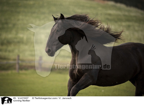 running Noriker / VJ-01937