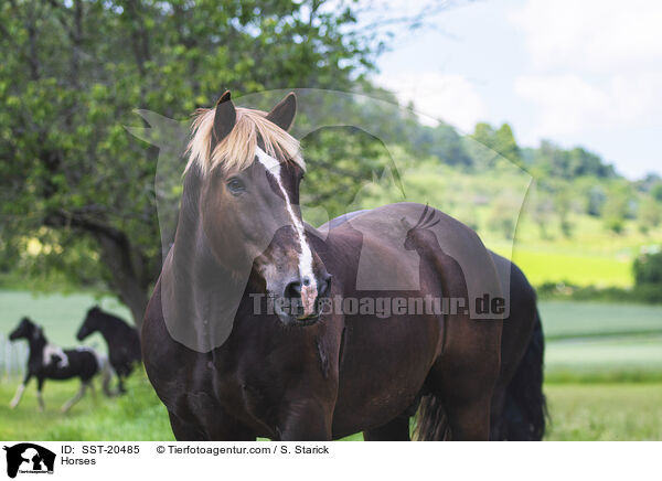 Horses / SST-20485