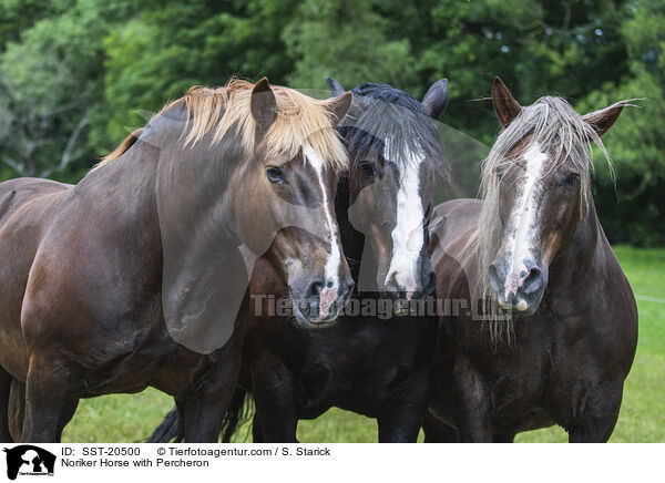 Noriker Horse with Percheron / SST-20500