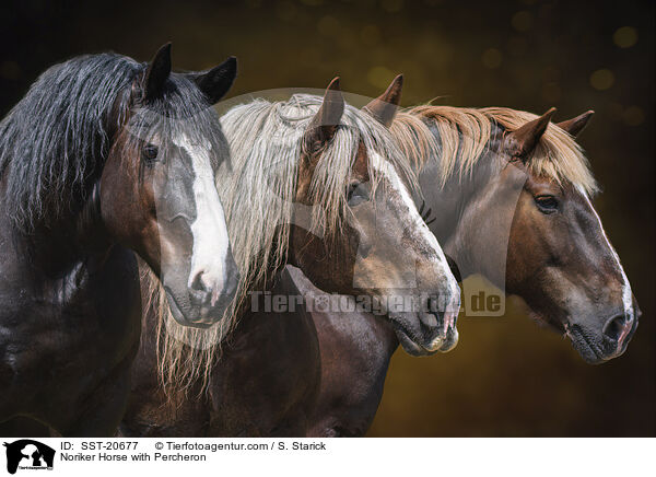 Noriker Horse with Percheron / SST-20677