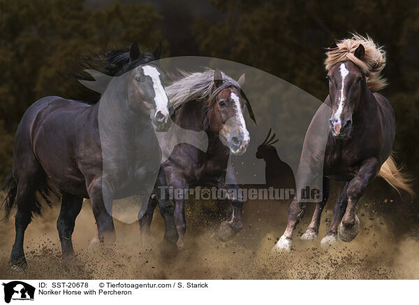 Noriker Horse with Percheron / SST-20678
