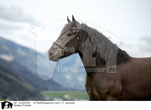 Noriker Portrait / VJ-02744
