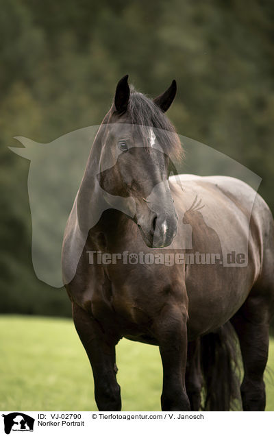 Noriker Portrait / VJ-02790
