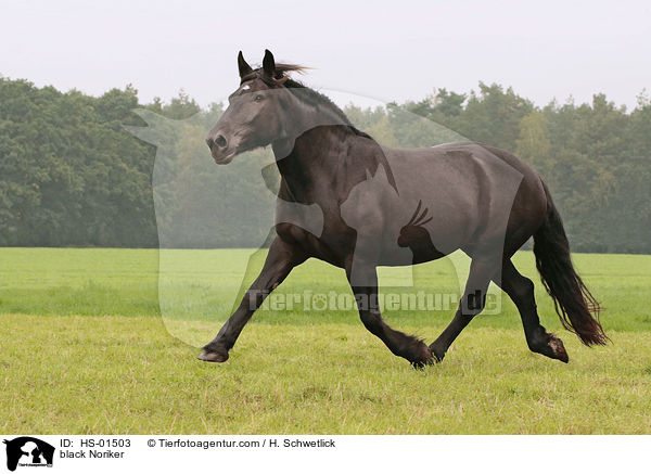 black Noriker / HS-01503