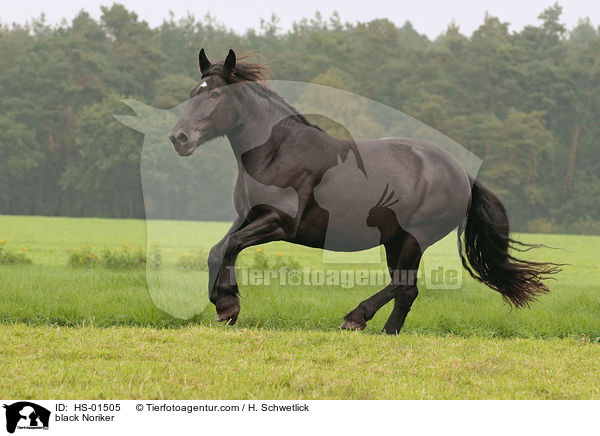 schwarzer Noriker / black Noriker / HS-01505