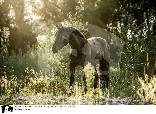 Noriker Horse / VJ-03326