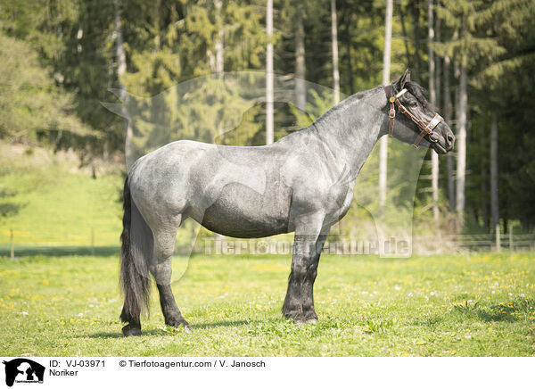 Noriker / VJ-03971