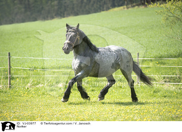 Noriker / VJ-03977