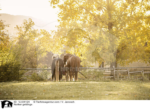 Noriker geldings / VJ-04124