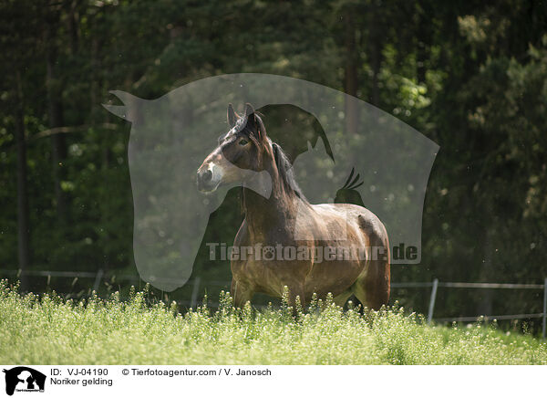Noriker gelding / VJ-04190