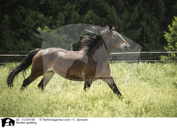 Noriker gelding / VJ-04195