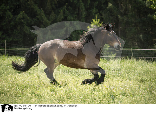 Noriker gelding / VJ-04196
