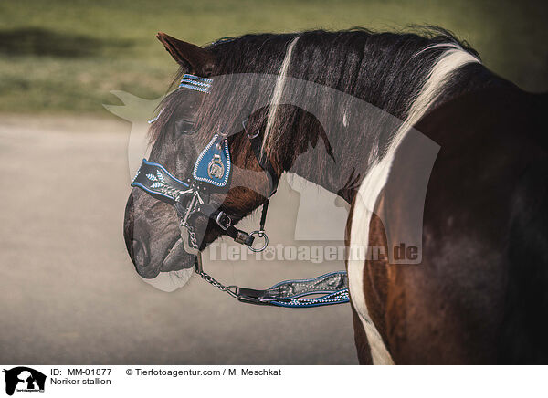 Noriker stallion / MM-01877