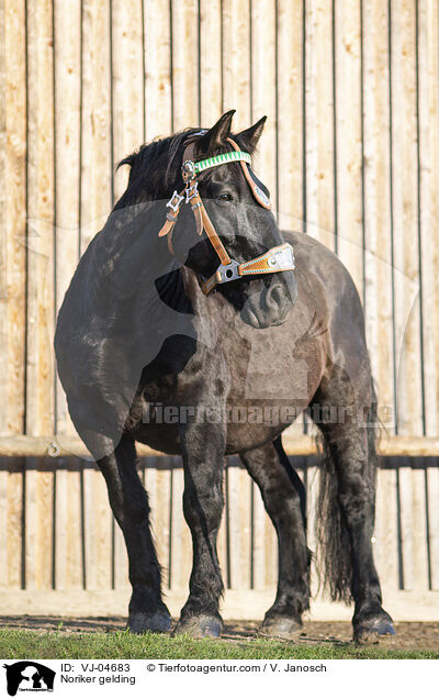 Noriker gelding / VJ-04683