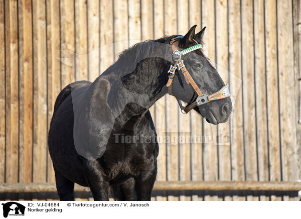 Noriker gelding / VJ-04684