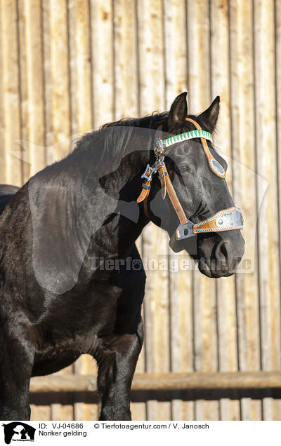 Noriker Wallach / Noriker gelding / VJ-04686