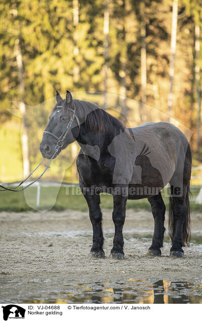 Noriker Wallach / Noriker gelding / VJ-04688