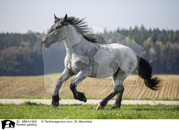 Noriker Wallach / Noriker gelding / MM-01969