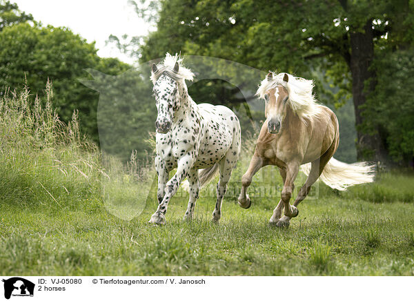 2 horses / VJ-05080