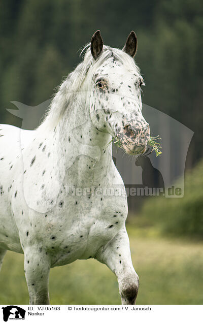 Noriker / VJ-05163