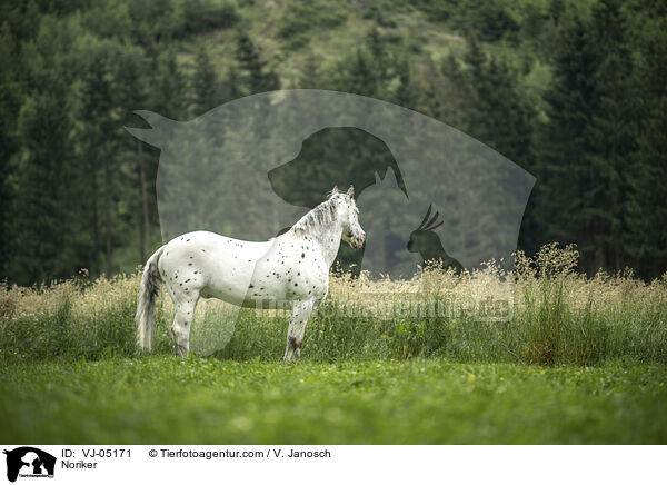 Noriker / VJ-05171