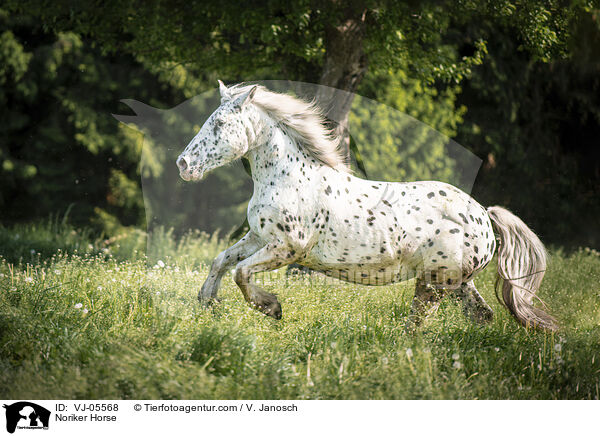 Noriker / Noriker Horse / VJ-05568
