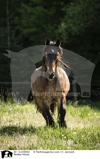 Noriker Horse / VJ-05652