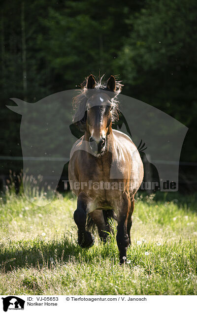 Noriker Horse / VJ-05653