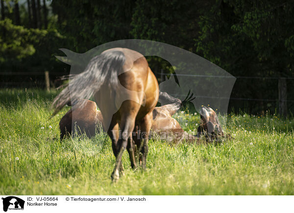Noriker Horse / VJ-05664