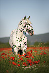 horse in the poppy field