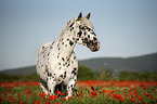 horse in the poppy field