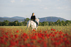horse in the poppy field
