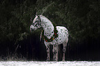 horse with christmas decoration