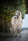 standing Noriker Horse