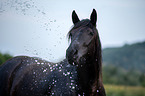 Noriker Horse portrait