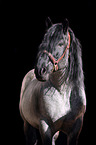 Noriker Horse portrait