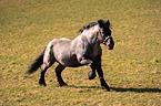 galloping Noriker Horse