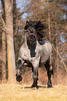 running Noriker Horse