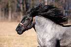 Noriker Horse portrait