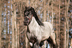 running Noriker Horse
